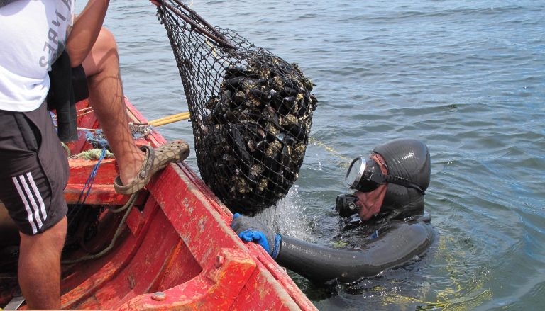 Prohiben extracción de locos por Marea Roja desde sector La Misión al  límite sur de Los Ríos | RioenLinea