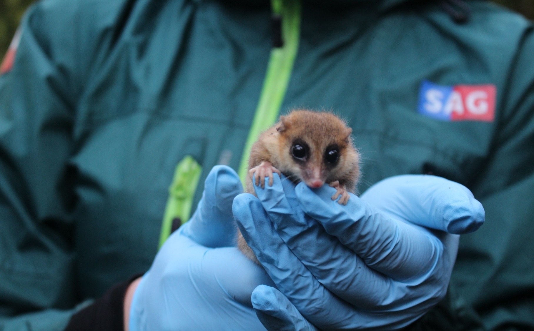 Monitos Del Monte Retornan A Su Hábitat En Máfil Uno Fue Rescatado De